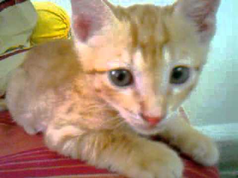 Cats World : Chulbul hai sada ke liye