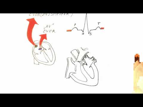 SRCE I CIRKULATORNI SISTEM