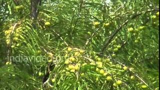 Gooseberry trees, Chhota Udaipur