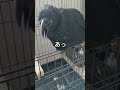 【実話】恐ろしいコミュ症カラスの秘密とは？ shorts カラス 鳥 crow