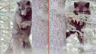 Hikers Captured Something in the Forest That Scientists Can't Identify