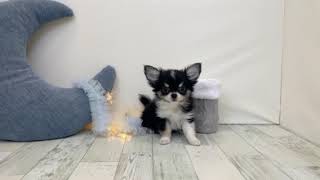 チワワ(ロング)の動画01