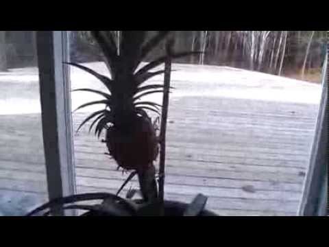 How to grow a pinapple plant so it will produce a pineapple !!! Video