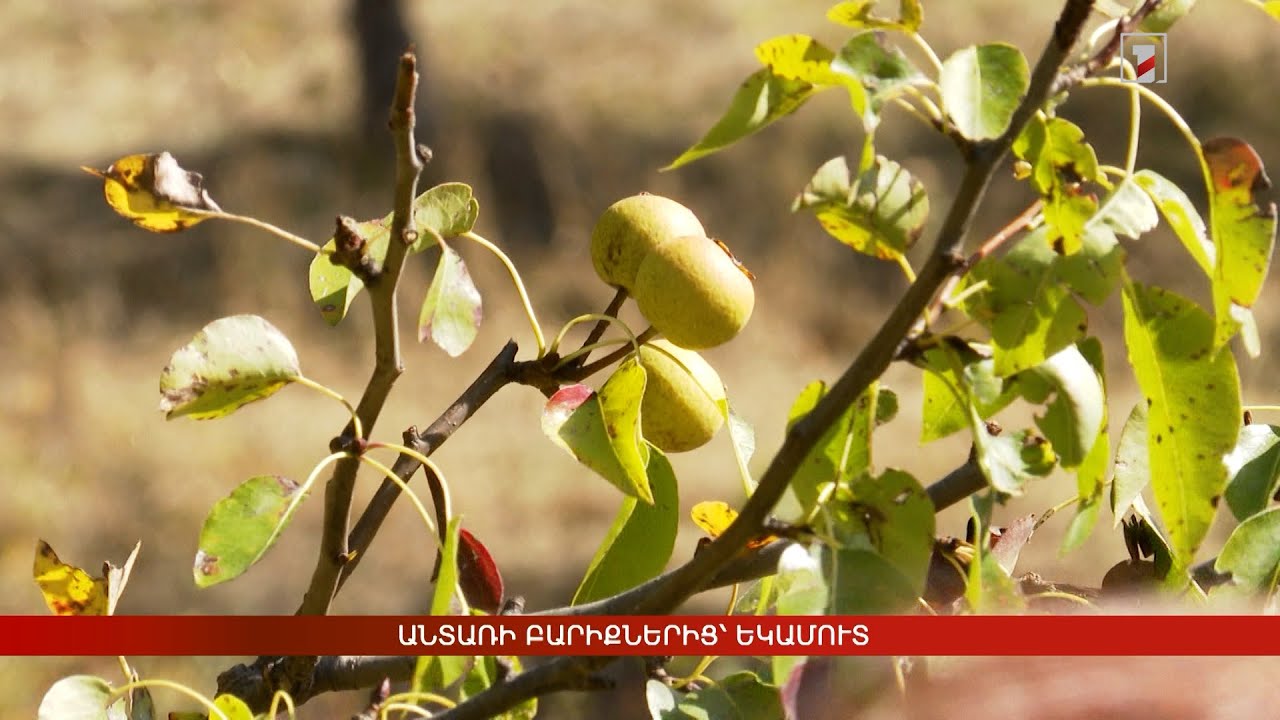 Անտառի բարիքներից՝ եկամուտ