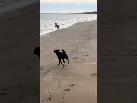 #carreras #nadando #perros #cani #dogs #lomitosfelices #playa #fomento #colonia #uruguay 