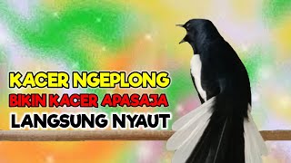 Download lagu PANCINGAN KACER NGEPLONG MEMANGGIL KACER LAIN UNTU... mp3