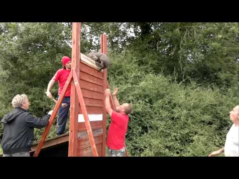 Pup Clearing 8.5ft on Wooden Wall 16.07.11.mp4