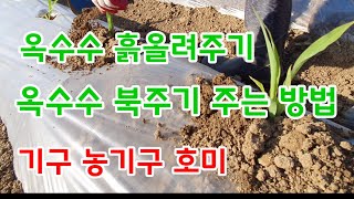 옥수수 북주기 흙 올려주기 밭 매기 북주는 방법 옥수수재배