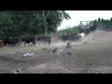 Aussie Moving Cattle II