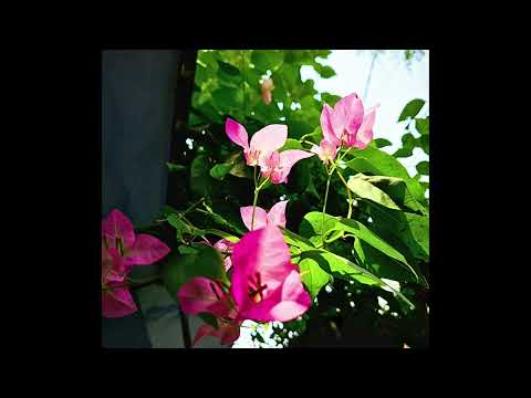 [FREE] nothing nowhere, lil skele, fats'e type beat - 'nourish'