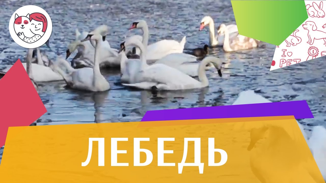 Лебедь Семейные отношения на ilikepet