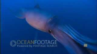 Ocean Footage: Huge Squid Flash and Attack