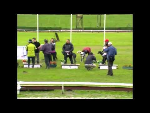 EUROPEAN DERBY final GREYHOUND