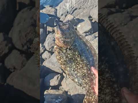 lenguadito, Caldera, Región de Atacama, Chile