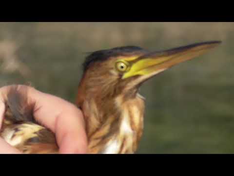 Little Bittern released at Għadira Nature Reserve