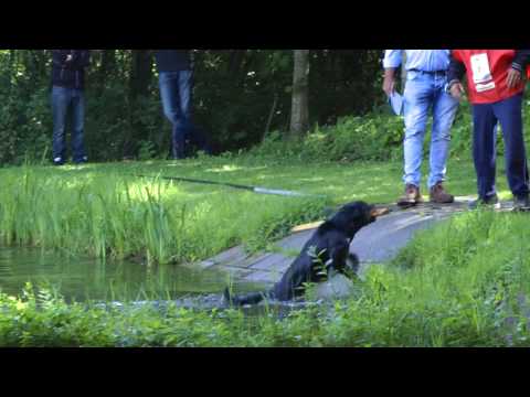 Django vom Rottberg nominatiewedstrijd Hattemerbroek 30-7-2017 - apport