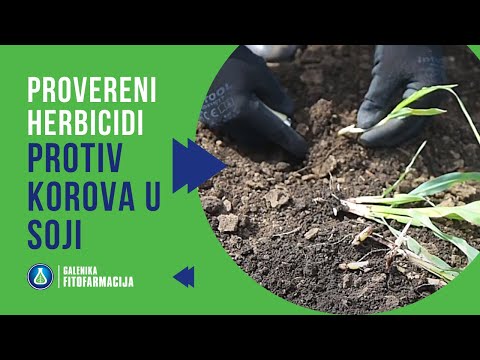 OPREZ sa Korovima u Soji! Evo kako se NAJEFIKASNIJE Suzbijaju!
