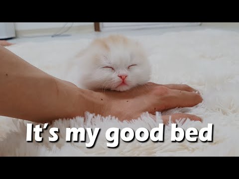 Why Does My Kitten Sleep on My Hands?