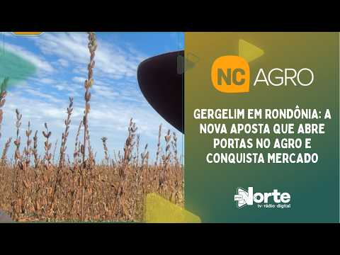 Gergelim em Rondônia: A Nova Aposta que Abre Portas no Agro e Conquista Mercado