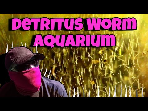 intentionally raising THOUSANDS of detritus worms???