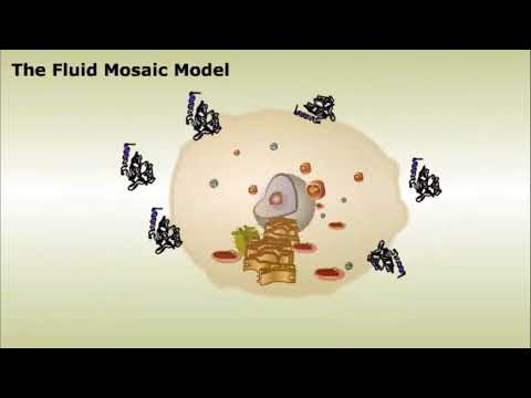 Fluid Mosaic Model of Cell membrane