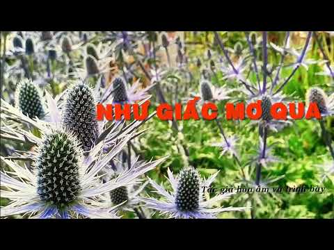 Như giấc mơ qua Sheet - Phạm Chinh Đông