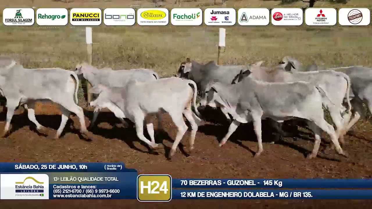 Vídeo LOTE H24 - 13º Leilão Qualidade Total 2022