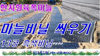 20년 육쪽마늘 비닐씌우기