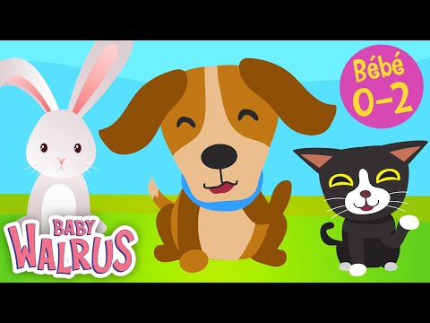 Apprendre tôt en s'amusant #1| Les Animaux de compagnie 🐶 🐰🐹 Comptage & couleurs | Educatif