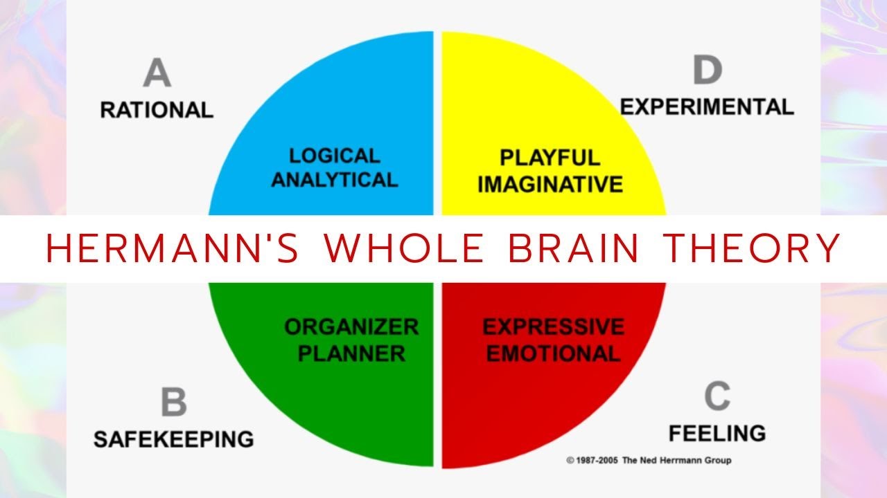 HERRMAN’S MODEL || WHOLE BRAIN THEORY