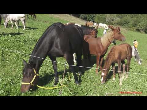 CAVALLI AL PASCOLO ALLA FIERA DI PONTECHIANALE "IL RITORNO DALL' ALPE" - DOM. 11 - 9 - 2022.