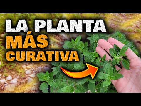 , title : 'ESTO es la MEDICINA NATURAL más PODEROSA | Plantas Curativas | Infusión de Orégano para adelgazar'