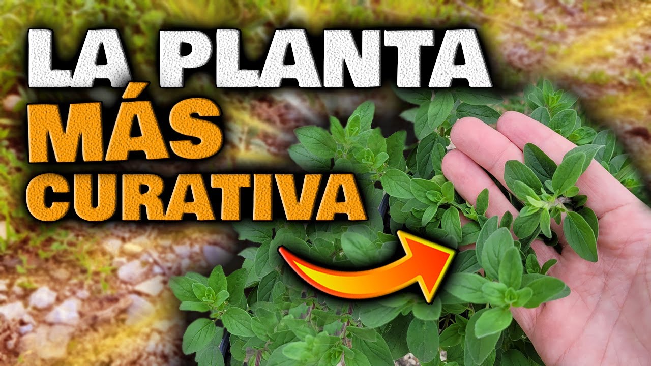 Watch ESTO es la MEDICINA NATURAL mÔs PODEROSA | Plantas Curativas | Infusión de Orégano para adelgazar Now ESTO es la MEDICINA NATURAL mÔs PODEROSA | Plantas Curativas | Infusión de Orégano para adelgazar