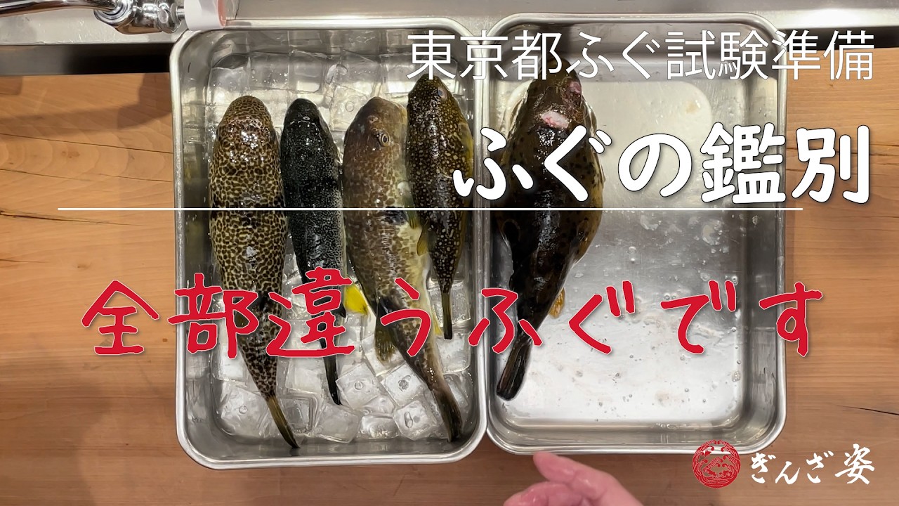 ふぐ の 鑑別 の仕方 ふぐ の 見分け方 種類 東京都 ふぐ 試験 準備 ＜閲覧注意＞ プロ用動画です。釣り用には使わないでください　ぎんざ姿