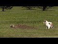 Badger Vs. Cat in Yard