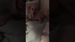 Sugar Catches Nighttime High