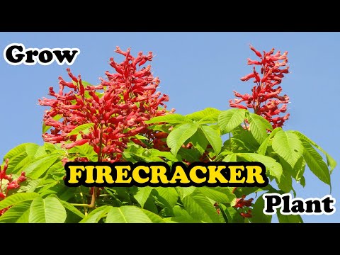 how to grow Firecracker Plant | Russelia Equisetiformis