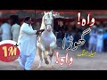 Horse dance with dhol in Pakistan (Part #3) 2019 - Lovely Ghora Dance 😚😘