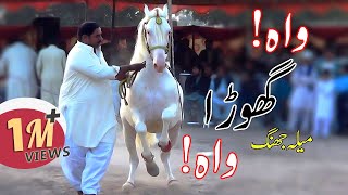 Horse dance with dhol in Pakistan (Part #3) 2019 -