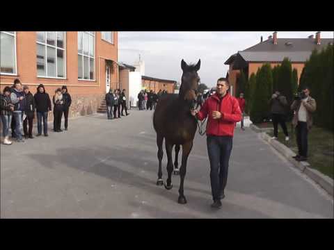 Nr.11 Stute v. Cornet Obolensky - Quidam de Revel *2014
