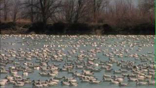 preview picture of video 'Snow Geese'