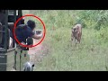 Tiger Encounters You Should Never Watch!