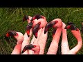 Disney World 2017 Animal Kingdom
