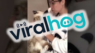 Cat Claw Gets Stuck After Pawing Owners Face || ViralHog