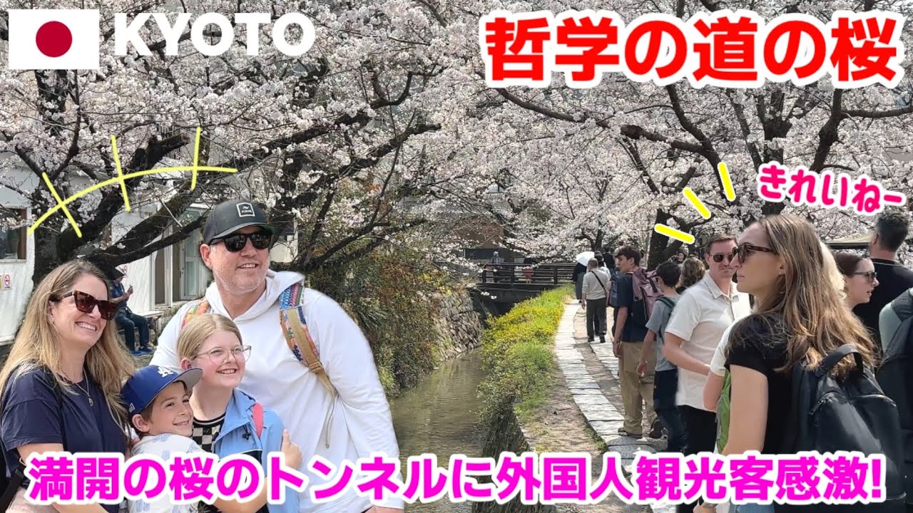【海外の反応】京都・哲学の道の桜に外国人観光客が感動…まるで別世界🌸満開の桜のトンネルも