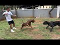 MUSSO VS CANE CORSO ️