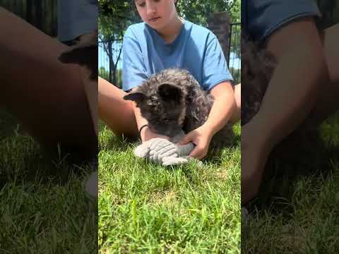 Video 3