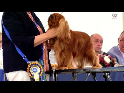 Leeds Championship Dog Show 2022 Day 2 Toy and Utility Groups