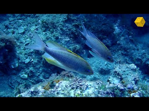 Anthias anthias
