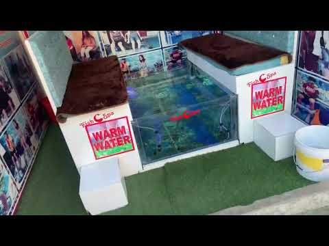 Garra rufa fish, size: 8x8